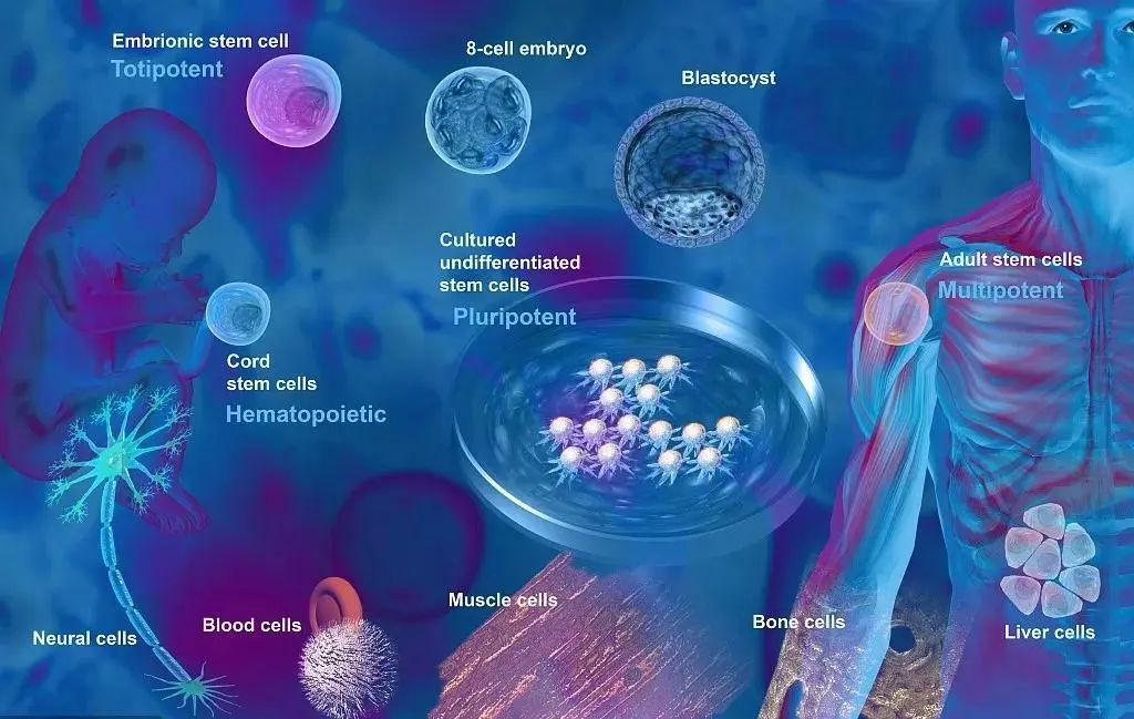 面对衰老，干细胞和免疫细胞如何起到逆龄效果！
