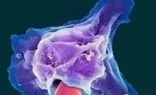 干细胞“私人订制”治疗肺炎效果更佳