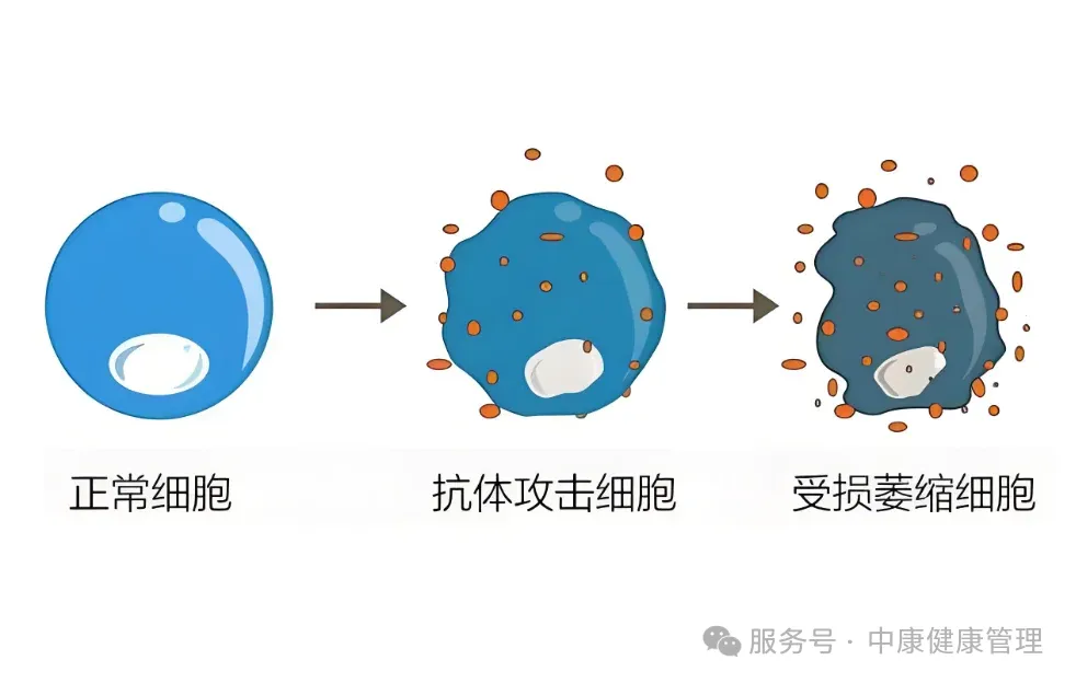 回输的干细胞，在体内都做了哪些工作？
